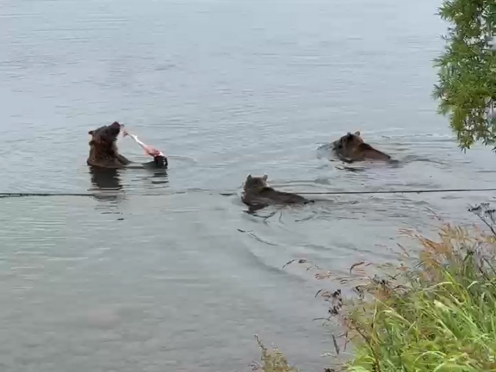 Kamchatka’s Mystery: Three Bears Form Unlikely Friendship