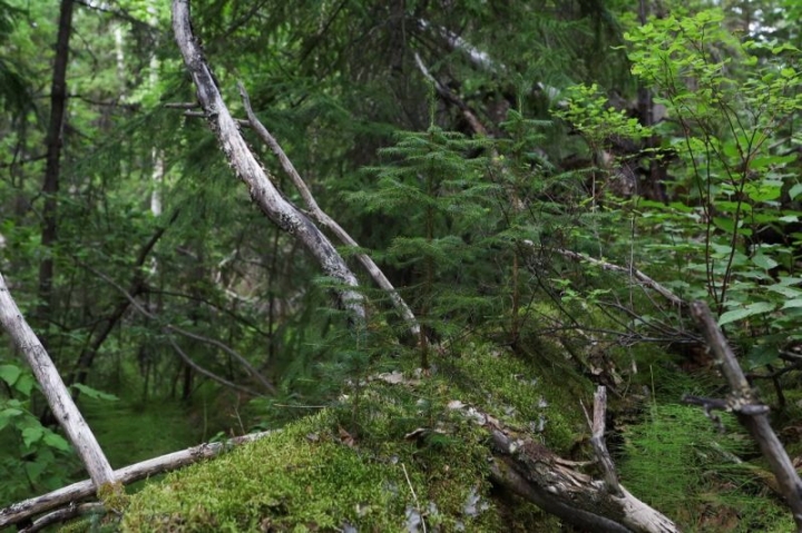 Russia’s ‘Living Archives’ Unmask Climate Change