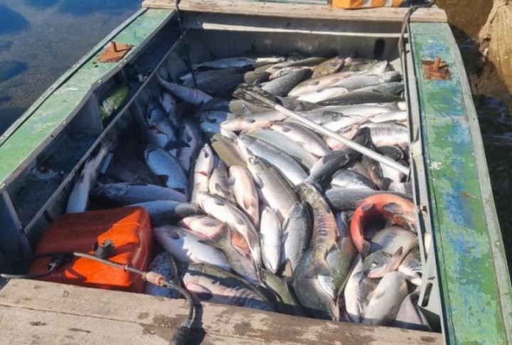 Kamchatka Poaching Bust Reveals High Stakes of Illegal Fishing