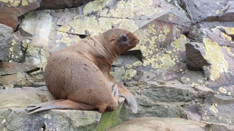 Russia’s Kamchatka Sees Hope for Vulnerable Marine Life