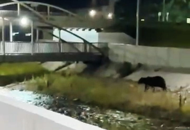 Bear in Russian City Park Signals Rising Human-Wildlife Conflict