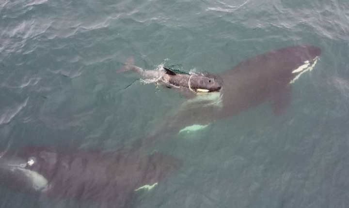 Plastic Peril: Russia’s Desperate Orca Calf Rescue