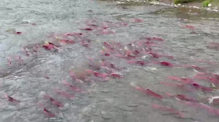 Kamchatka’s Crimson Tide: The Great Pacific Salmon Run Begins