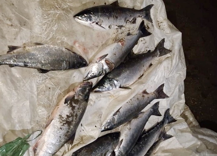 Russia Fights High-Stakes Salmon Poaching in Kamchatka
