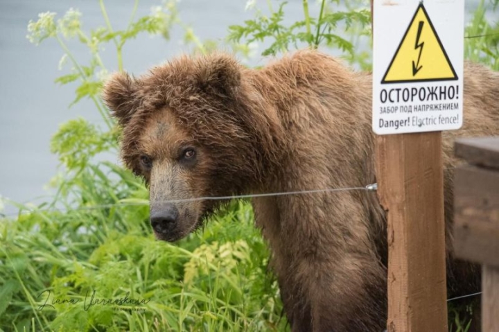 Russia’s Kamchatka: A Shocking Solution to Bear Encounters