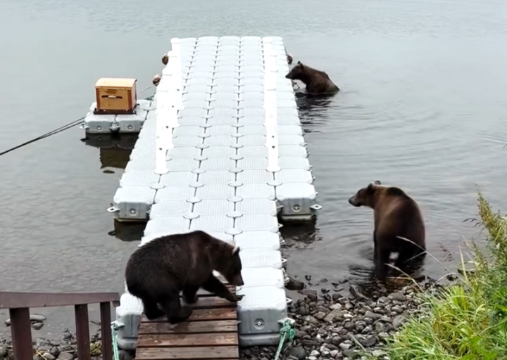 Kamchatka’s ‘Bear Gang’ Breaks All the Rules of Nature