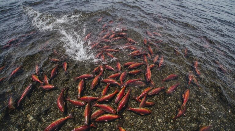 Kamchatka’s Crimson Tide: An Epic Salmon Spectacle