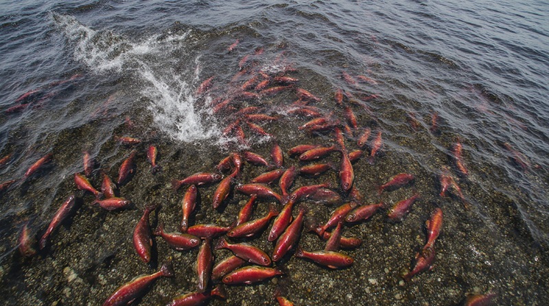 Kamchatka’s Crimson Tide: An Epic Salmon Spectacle