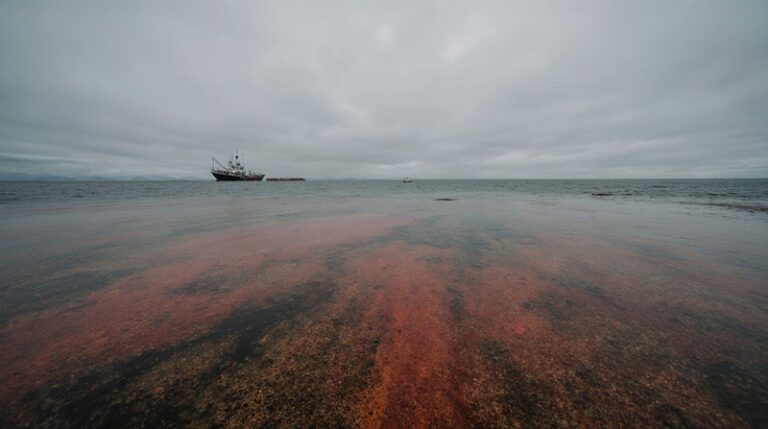 Toxic Tides & Climate Change Cripple Russian Salmon Fishery