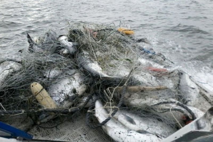 Kamchatka Poaching Bust Exposes Indigenous Rights Conflict
