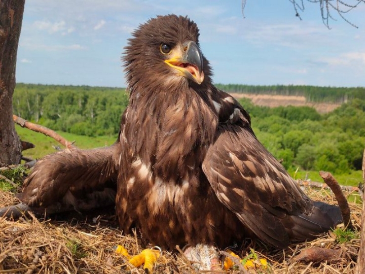 Kamchatka’s Eagles Get ‘Passports’ in Global Research Effort