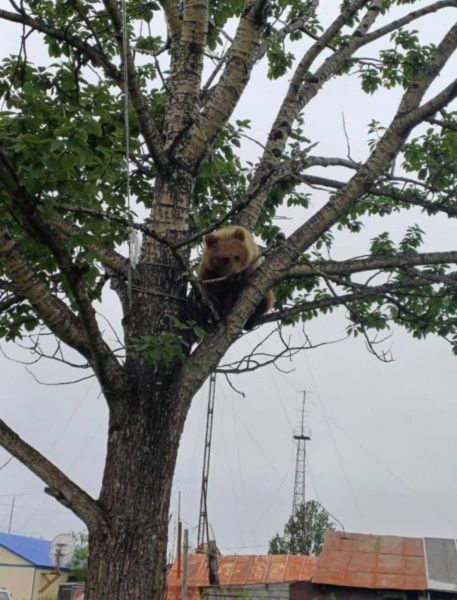 Russia’s ‘Kamchatka Cuckoo’: Bear Takes to a Tree in Far East Village