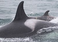 Russia’s Far East: Race to Save Orca Calf from Plastic Noose