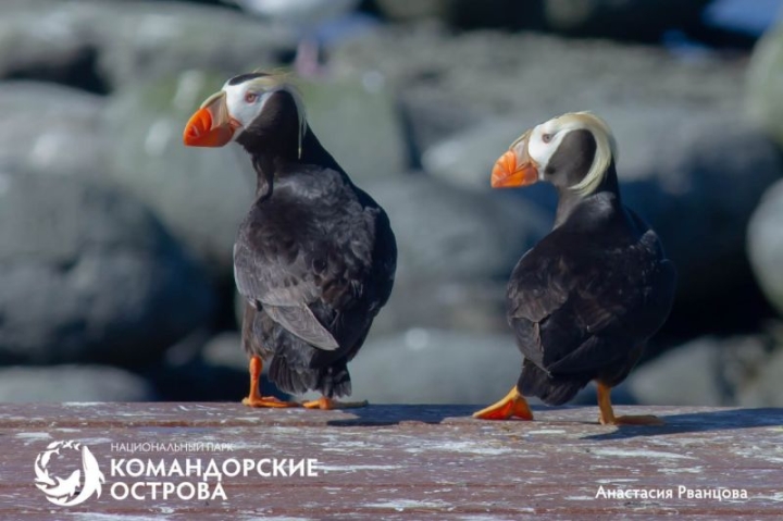 Russia’s Feathered Diplomats Fly to California and Japan