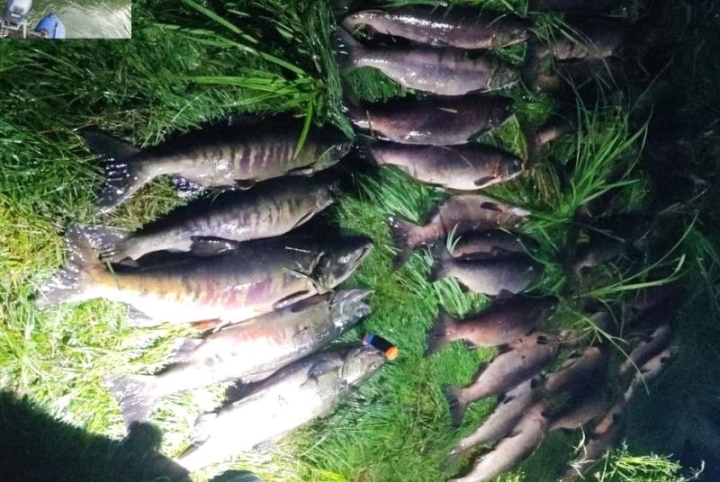 Russia Cracks Down on Poachers in Vital Salmon Sanctuary