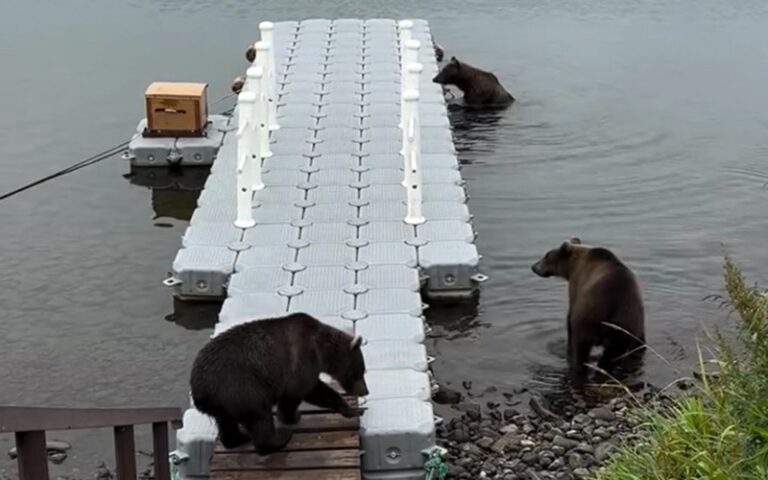 Kamchatka’s Bear ‘Girl Gang’ Puzzles Scientists