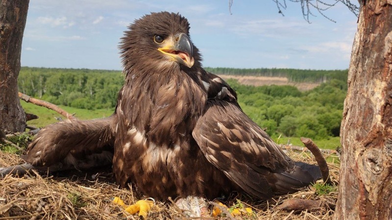 Russia’s Eagles Get Passports in a Land of Volcanoes