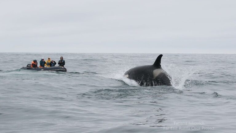 Race Against Time to Save Orca Calf Snared by Plastic in Russia