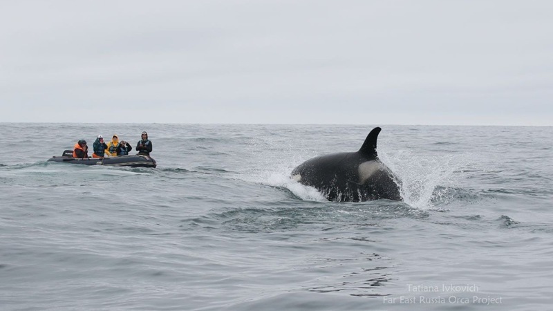 Race Against Time to Save Orca Calf Snared by Plastic in Russia