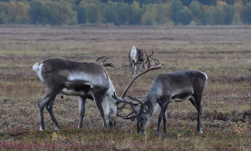 Kamchatka’s Volcanic Feast: Wildlife Unfazed by Ashfall