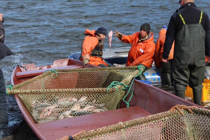 Kamchatka’s Salmon Surprise: A Record Catch with a Catch