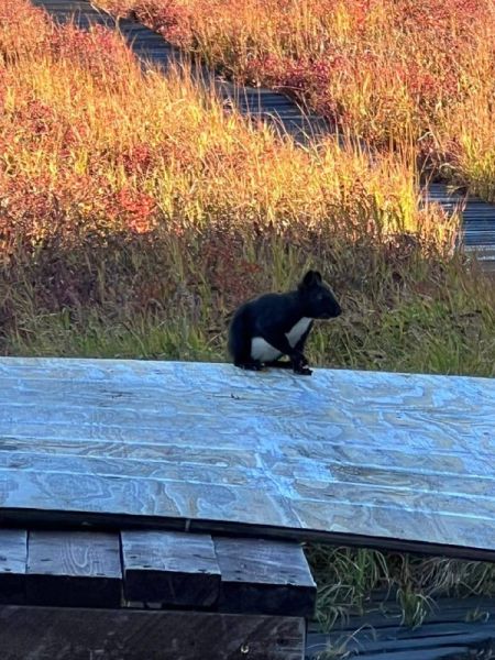 Furry Visitor Charms Ranger in Russia’s Wild Kamchatka