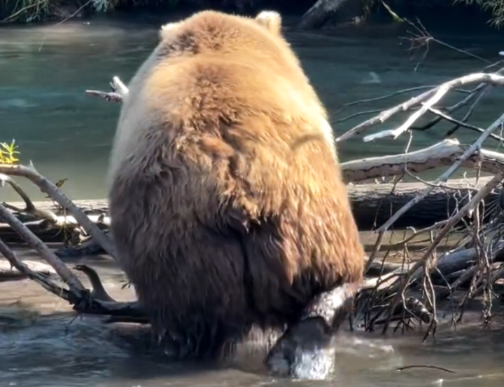 Russia’s ‘Fat-Tailed’ Bear: A Symbol of a Thriving Wilderness