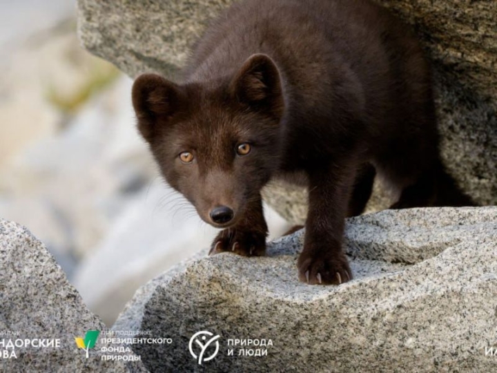 Winter Lifeline for Russia’s Rarest Fox