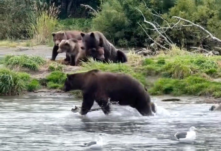 Bear Diplomacy: A Tense Standoff in Russia’s Far East
