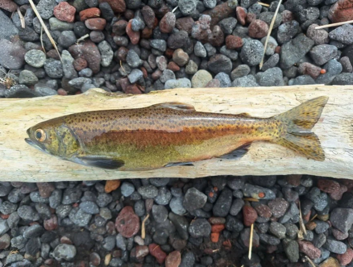Kamchatka Salmon Reveal Evolution in Real-Time