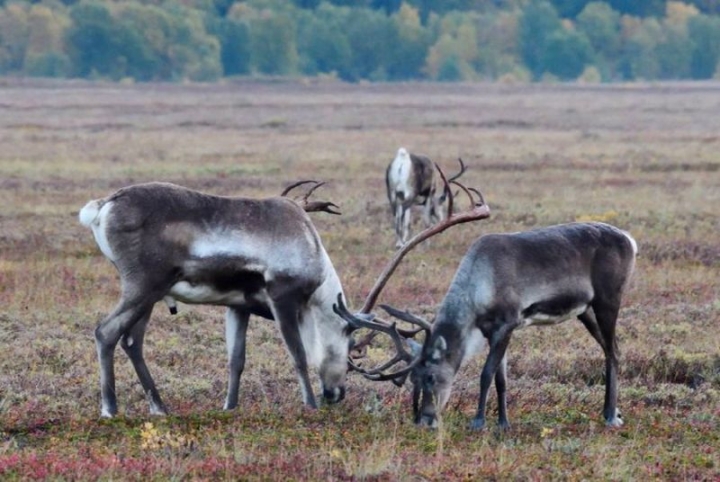 Reindeer Thrive as Russian Volcano Erupts After 600 Years
