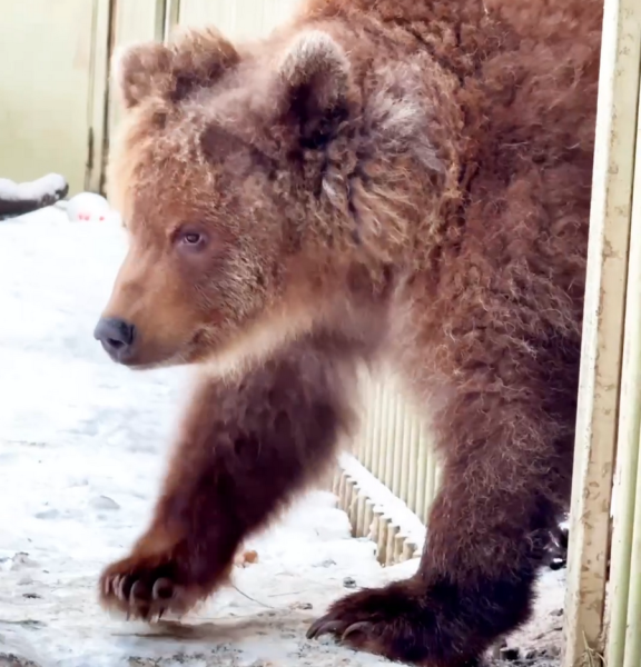 Tragic End for Rescued Russian Bear Cub in Moscow Park