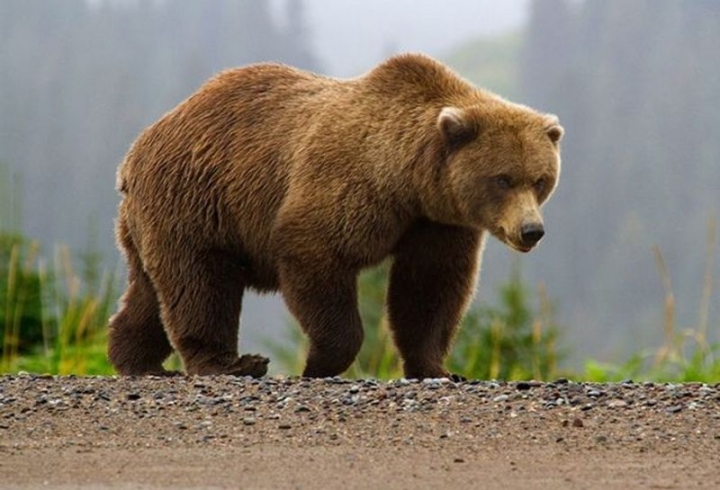 Bear Invasion Grips Russian City After Fatal Attack