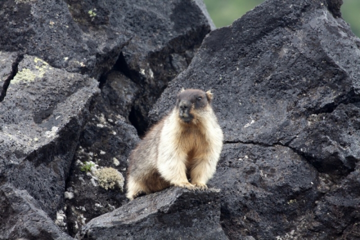 Kamchatka’s Volcano Marmots in Mysterious Decline