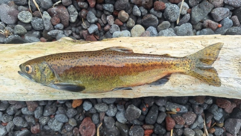 Kamchatka’s Ice Age Salmon: A Living Lab for Science
