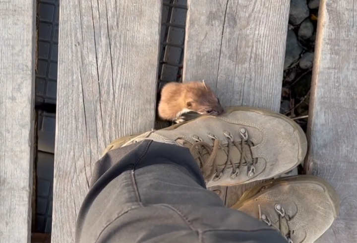 Kamchatka’s Most Daring Predator Is Not What You Think