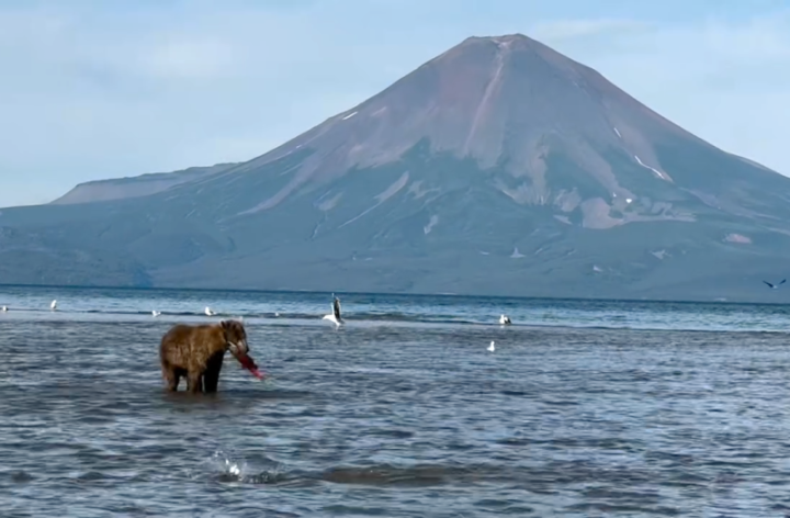 Russia’s Star Bear Gains 50kg in a Fishing Frenzy