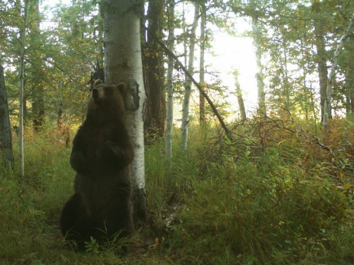 Secret ‘Social Network’ of Russian Bears Revealed