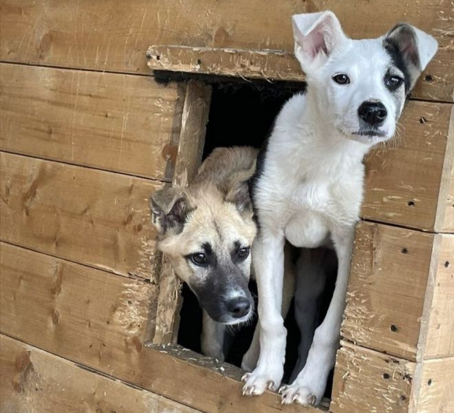 Unlikely Heroes: Job Center Aids Kamchatka’s Dogs