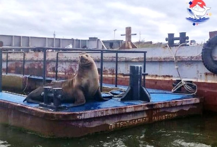 Russia’s Unluckiest Sea Lion Misses Salmon Season Finale