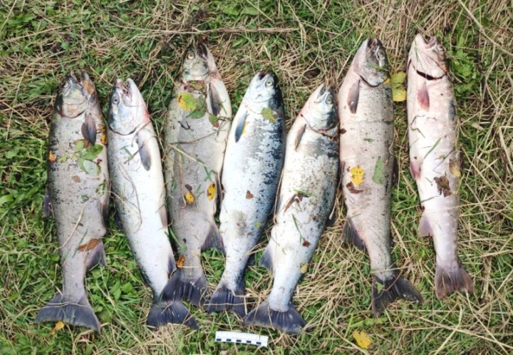 Russia’s Far East: Poacher’s Small Catch Leads to Major Fines