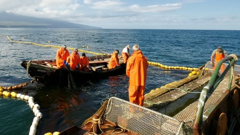Russia’s Kamchatka Reports Unprecedented Salmon Catch