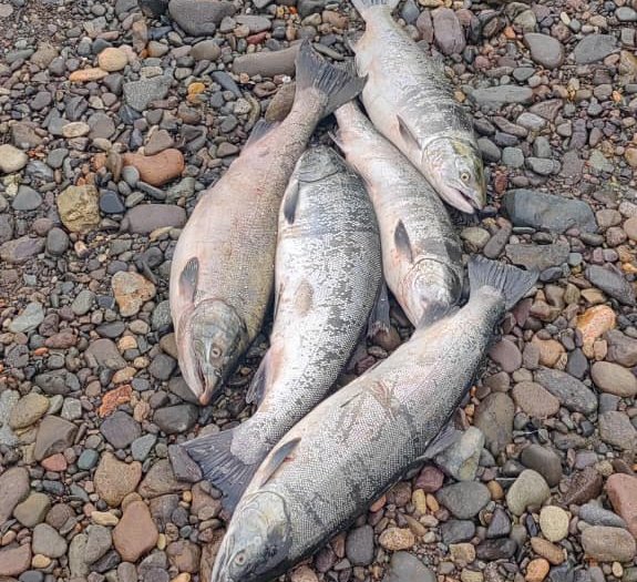 Russia Cracks Down on Salmon Poaching in Far East’s Kamchatka