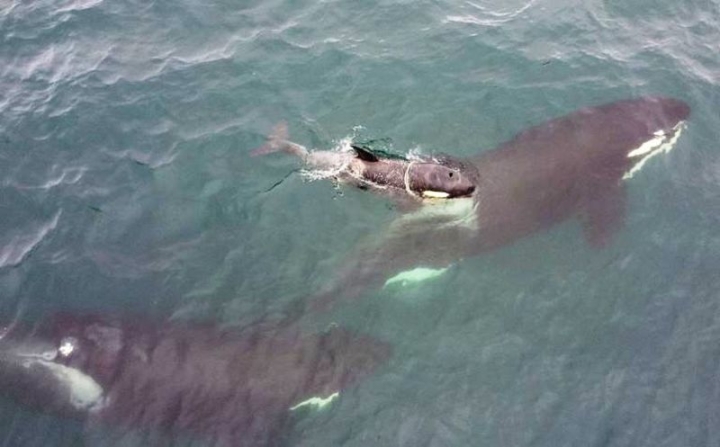 Russia’s Race to Save Orca Calf Snared in Plastic