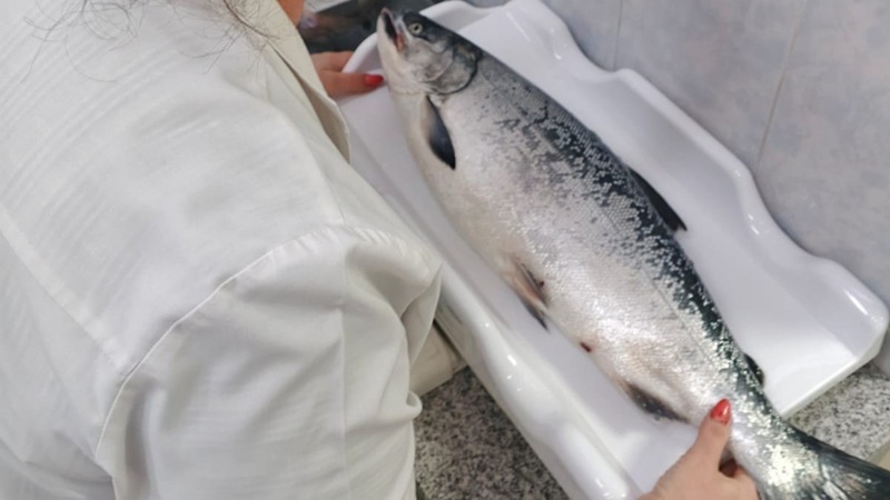 Parasite Alert in Russian Wild Salmon Sparks Food Safety Concerns