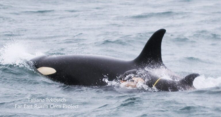 Desperate Race to Free Young Russian Orca from Plastic Trap