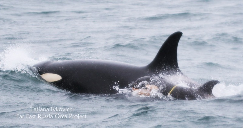 Desperate Race to Free Young Russian Orca from Plastic Trap