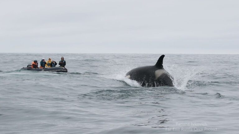 Fate of Entangled Orca Calf Unknown as Russian Rescue Pauses