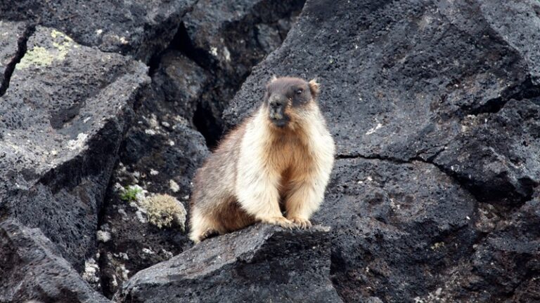 Volcano’s Shadow: Kamchatka’s Marmot Population Plummets