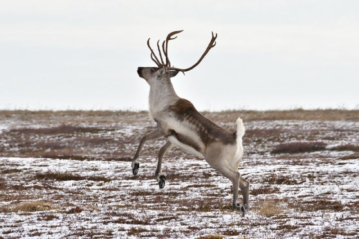 Kamchatka’s Wild Reindeer: A Fragile Comeback Story in Russia’s Far East